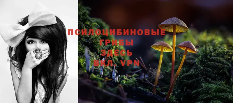 где купить наркотик  Александров  Псилоцибиновые грибы Cubensis 